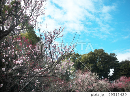 綺麗な青空に咲く梅の花 綺麗な青空に咲く梅の花 99515429