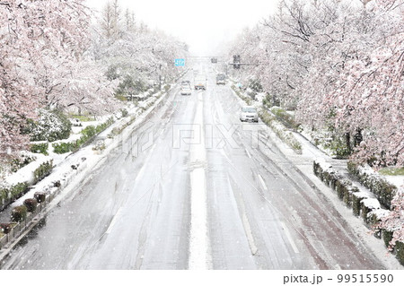 国立大学通り　雪と桜 99515590
