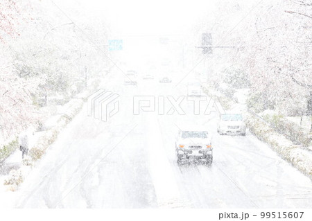 国立大学通り　雪と桜 99515607