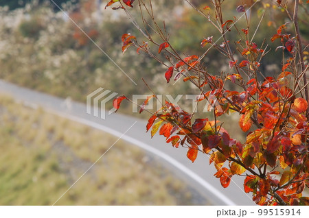 紅葉 紅葉 99515914