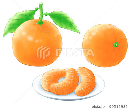 葉付きイヨカンと横向きイヨカンとイヨカンのむき実 99515983