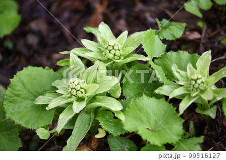 春雨とフキノトウ（蕗のとう） 99516127