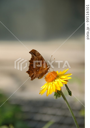 花と蝶 花と蝶 99516301
