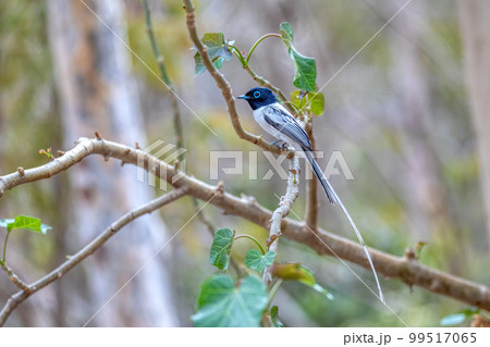 Malagasy paradise flycatcher, Terpsiphone mutata, Kirindy forest Madagascar 99517065
