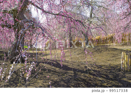 鈴鹿の森庭園のしだれ梅(2018年) 鈴鹿の森庭園のしだれ梅(2018年) 99517338