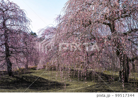 鈴鹿の森庭園のしだれ梅（2018年） 99517344