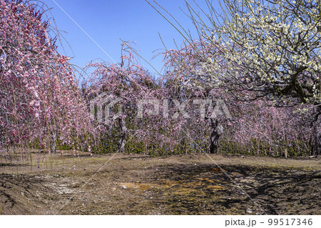 鈴鹿の森庭園のしだれ梅（2018年） 99517346