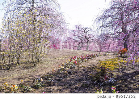 鈴鹿の森庭園のしだれ梅（2018年） 99517355