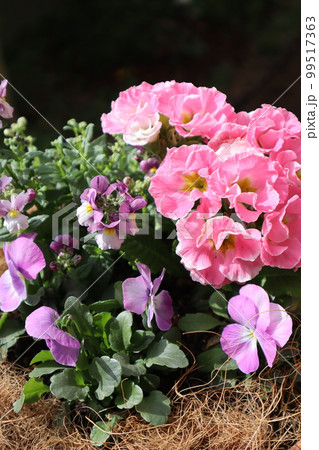 ピンク色の花寄せ植え ピンク色の花寄せ植え 99517363