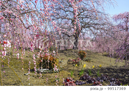 鈴鹿の森庭園のしだれ梅(2018年) 鈴鹿の森庭園のしだれ梅(2018年) 99517369