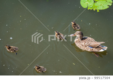 A family of ducks, a duck and its little ducklings are swimming in the water. The duck takes care of its newborn ducklings. Mallard, lat. Anas platyrhynchos A family of ducks, a duck and its little ducklings are swimming in the water. The duck takes care of its newborn ducklings. Mallard, lat. Anas platyrhynchos 99517504