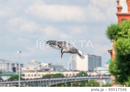 Common Tern, Sterna hirundo, in flight against a blue sky 99517506
