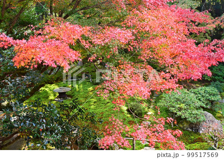 滋賀県大津市の旧竹林院 日本庭園の紅葉 滋賀県大津市の旧竹林院 日本庭園の紅葉 99517569