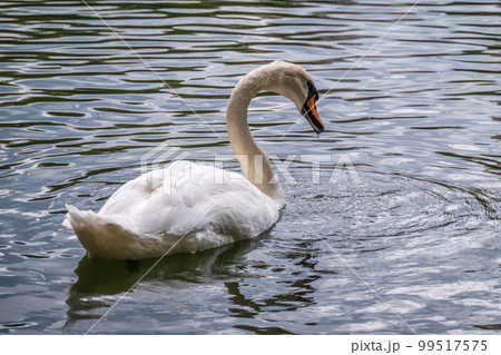 A graceful white swan swimming on a lake with dark water. The white swan is reflected in the water A graceful white swan swimming on a lake with dark water. The white swan is reflected in the water 99517575