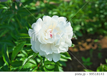 白のシャクヤクの花（春、五月） 99518143