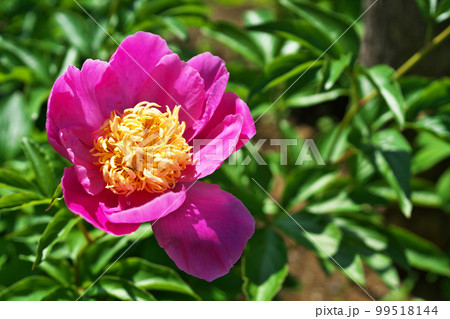 ピンクのシャクヤクの花(春、五月) ピンクのシャクヤクの花(春、五月) 99518144