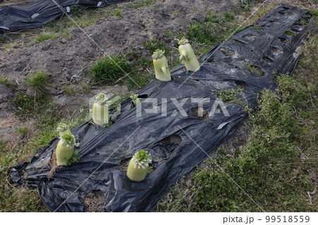 ダイコンの保存、葉切り ダイコンの保存、葉切り 99518559