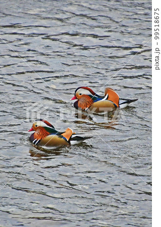 鳥取県日野町の日野川に飛来してくるオシドリ 99518675