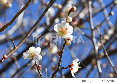 白梅 白梅 99519246