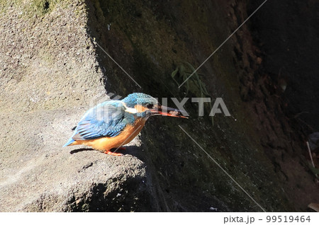 池辺のカワセミ 池辺のカワセミ 99519464