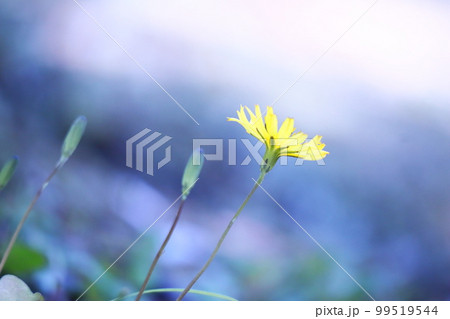 輝く青い背景と緑の中の黄色い草花 輝く青い背景と緑の中の黄色い草花 99519544