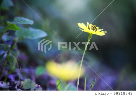 美しい緑の背景と黄色い草花 99519545