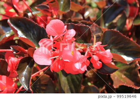 赤い花とツヤのある葉の「ベゴニア・ワッパー」 99519646