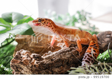 木の上に乗るレオパ 99519700