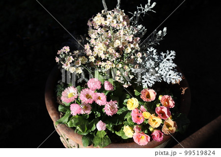 春の花サクラソウの花寄せ植え 99519824