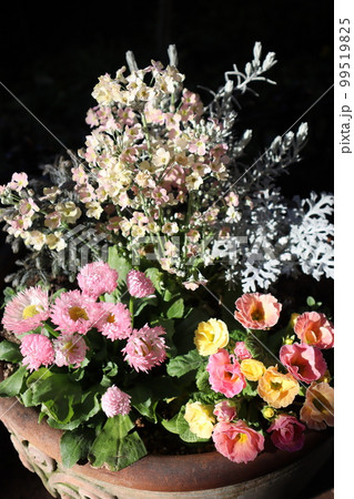 春の花サクラソウの寄せ植え 99519825