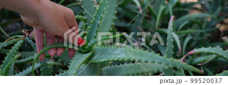 Closeup of female hands on green aloe bush 99520037
