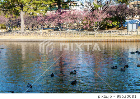 岡崎南公園の池と梅林 岡崎南公園の池と梅林 99520081