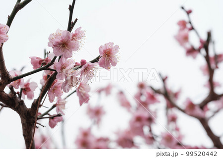 寒い日が続くが、梅の花が綻び始めた。背景をクリアに処理。神戸市内の公園で2月初旬に撮影 寒い日が続くが、梅の花が綻び始めた。背景をクリアに処理。神戸市内の公園で2月初旬に撮影 99520442