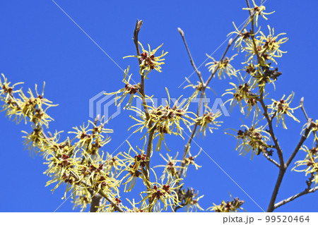 マンサク（満作） 99520464