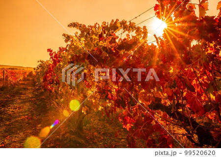Bright autumn red orange yellow grapevine leaves at vineyard in warm sunset sunlight. Beautiful clusters of ripening grapes. Winemaking and organic fruit gardening. Close up. Selective focus. Bright autumn red orange yellow grapevine leaves at vineyard in warm sunset sunlight. Beautiful clusters of ripening grapes. Winemaking and organic fruit gardening. Close up. Selective focus. 99520620