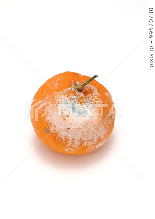 腐ったポンカン 99520730