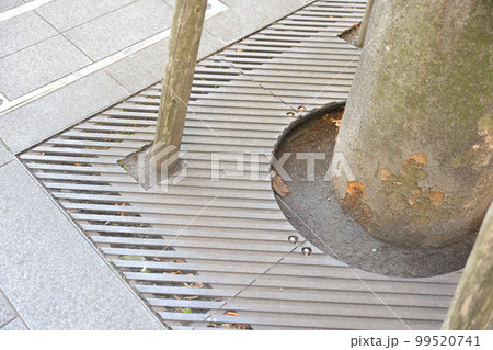 歩道の街路樹、足元の様子 歩道の街路樹、足元の様子 99520741