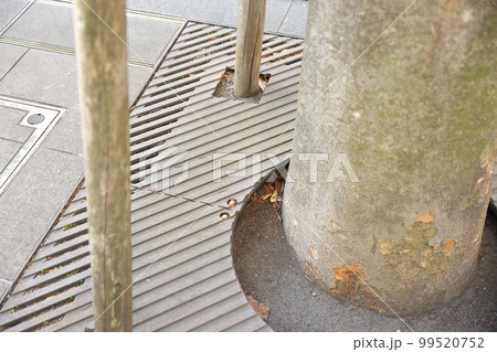 歩道の街路樹、足元の様子 歩道の街路樹、足元の様子 99520752