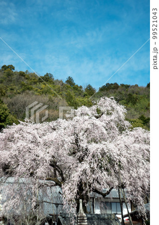 林陽寺の枝垂れ桜 林陽寺の枝垂れ桜 99521043