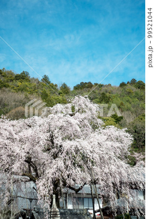 林陽寺の枝垂れ桜 99521044