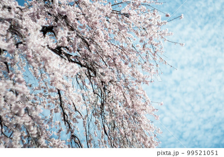 林陽寺の枝垂れ桜 99521051