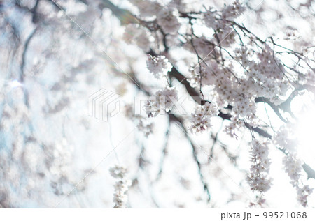 林陽寺の枝垂れ桜 99521068