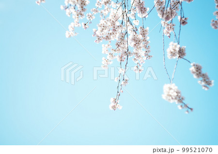 林陽寺の枝垂れ桜 99521070