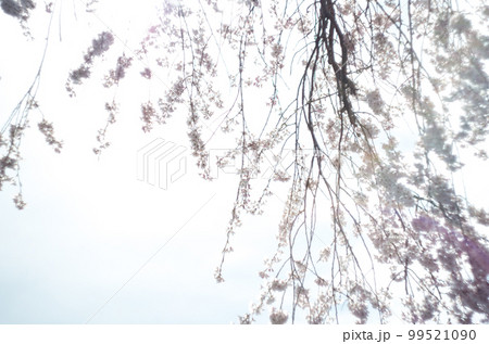 林陽寺の枝垂れ桜 99521090