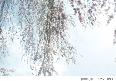 林陽寺の枝垂れ桜 99521094