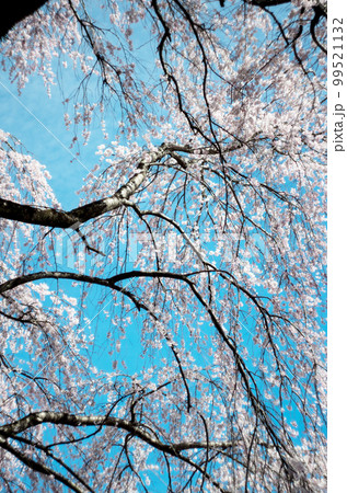 林陽寺の枝垂れ桜 99521132