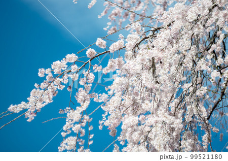 林陽寺の枝垂れ桜 99521180