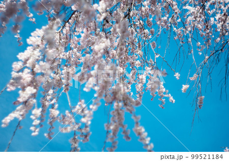 林陽寺の枝垂れ桜 99521184