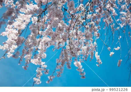 林陽寺の枝垂れ桜 99521226