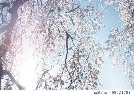 林陽寺の枝垂れ桜 99521293